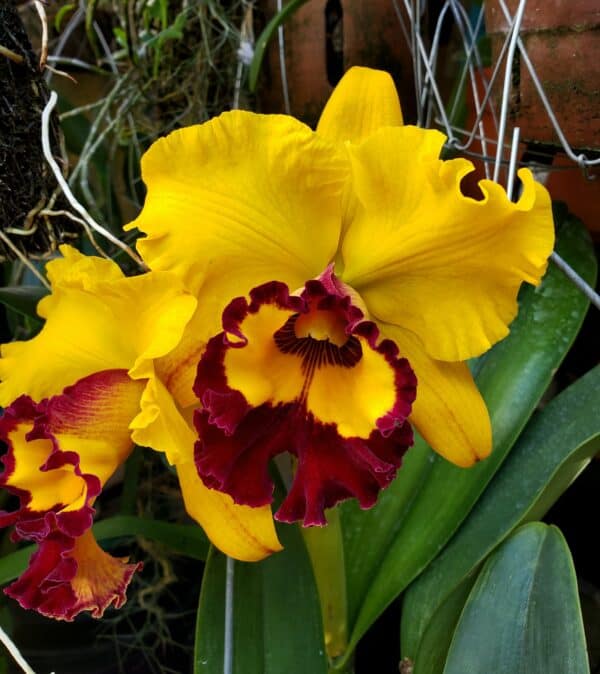 Cattleya Orchid Rlc. Lai Ching-Te Yellow Red 2″ Pot