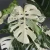 Monstera Albo Borsigiana White Tiger Mother Plant