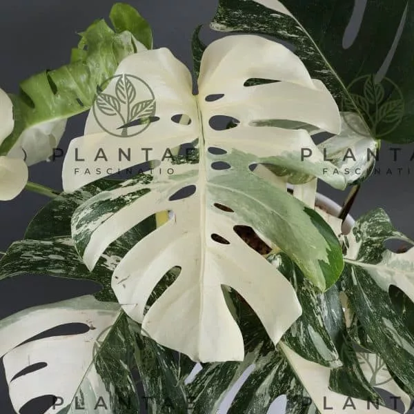 Best Indoor Plants For Sale Cheap Plants for sale online Plantly