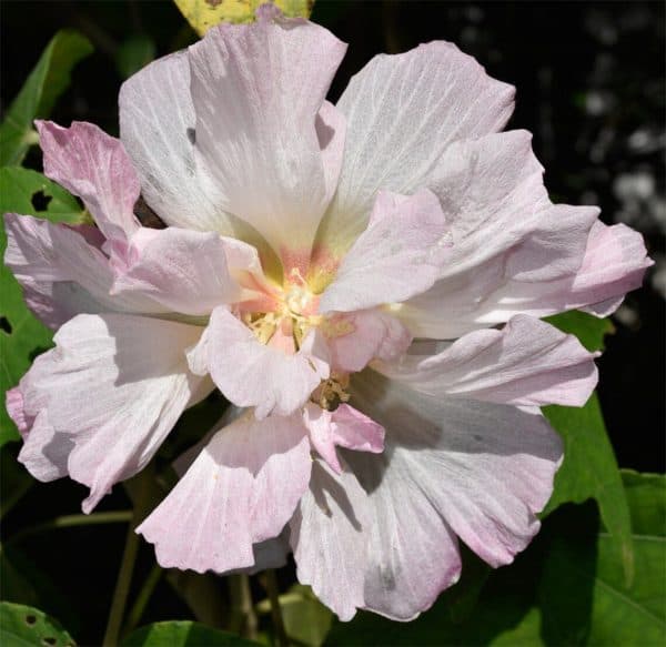 Confederate Rose Hibiscus Seeds