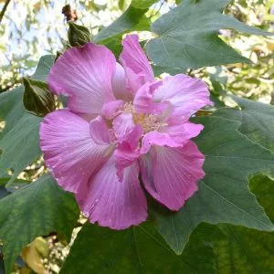 Hibiscus Confederate Rose Seeds - 25 seeds