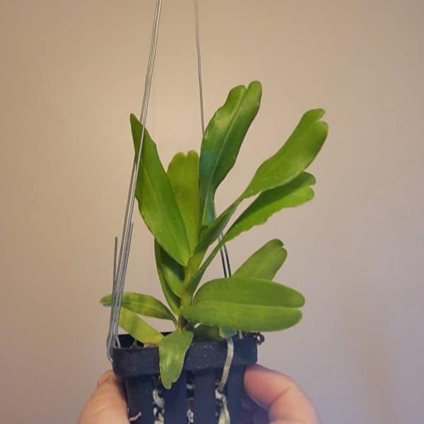 Easy to grow | Cycnoches orchids | Live orchids | Cytorchis chailluana x Cytorchis arcuata, Plantly