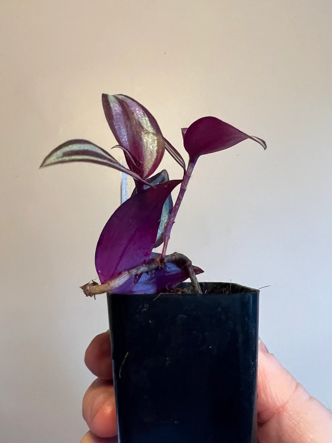 Tradescantia Zebrina &#8216;Silver Plus&#8217;, Live plants, Air purifying, Plantly