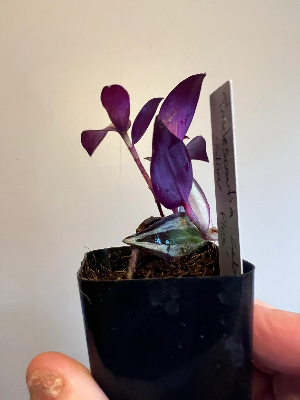 Tradescantia Zebrina &#8216;Silver Plus&#8217;, Live plants, Air purifying, Plantly