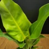 Philodendron Moonlight, Live plants, 4″ Potted, Air purifying
