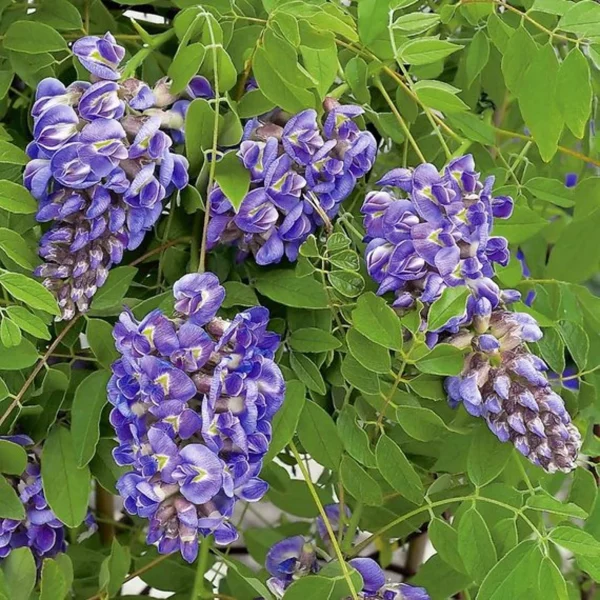 Wisteria Vine Seeds – Highly Prized Flowering Plant for Garden, Yard, or Bonsai, Wisteria sinensis