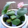 Bonsai Water lily Seeds - Flowering Water Bonsai with Lily Pad