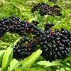 Fresh Black Bearing Elderberry Cuttings to Grow