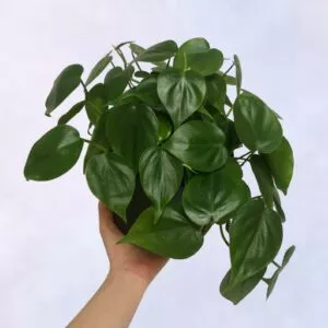 Philodendron Cordatum Heartleaf | Emerald Philodendron