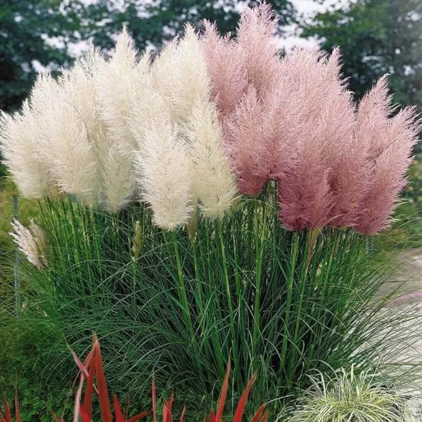 Giant White Pampas Grass Seeds &#8211; 100 Seeds &#8211; Ornamental Grass for Landscaping or Decoration &#8211; Made in USA, Plantly