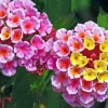 Lantana Seeds, Mixed Colors - Exotic Flower - Made in USA, Ships from Iowa. Very Good Butterfly Plant