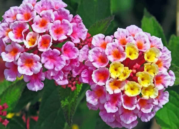 Lantana Seeds, Mixed Colors &#8211; Exotic Flower &#8211; Made in USA, Ships from Iowa. Very Good Butterfly Plant, Plantly