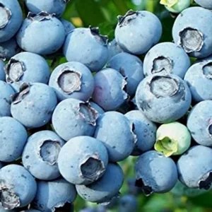 growing blueberries in iowa