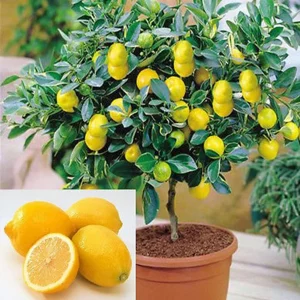 Dwarf Lemon Tree Seeds - 20 Seeds - Grow a Delicious Fruit Bearing Bonsai Tree - Ships from Iowa