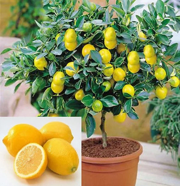 Dwarf Lemon Tree Seeds &#8211; 20 Seeds &#8211; Grow a Delicious Fruit Bearing Bonsai Tree &#8211; Ships from Iowa, Plantly