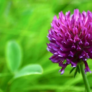 Red Clover Seeds -  Great from Food Plot, Cover Crop, Pasture Mix - Perennial Red Clover