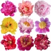 Peony Seeds - Mixed Colors, Great for Bonsai, Container or Outdoor Growing