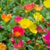 Moss Rose Seeds for Planting - ‘Portulaca Grandiflora’ Flowers for Bonsai Garden Balcony Planting