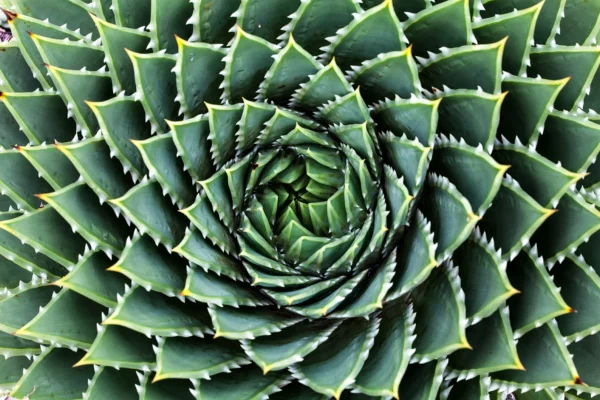 Spiral Aloe Seeds for Planting &#8211; 50 Aloe Seeds &#8211; Ships from Iowa, USA &#8211; Grow Exotic Cacti Succulents, Plantly