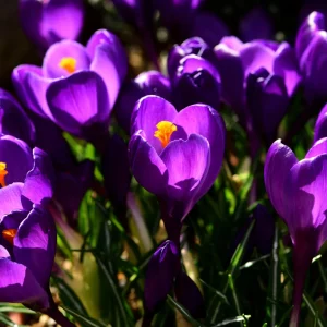 Purple Crocus 20 Bulbs - Beautiful Spring Blooming Crocus Bulbs