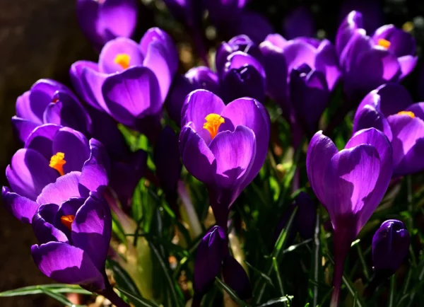 Purple Crocus 20 Bulbs – Beautiful Spring Blooming Crocus Bulbs