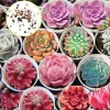 Hens and Chicks Cactus Succulent 30 Seeds - Easy to Grow, Ships from Iowa, USA