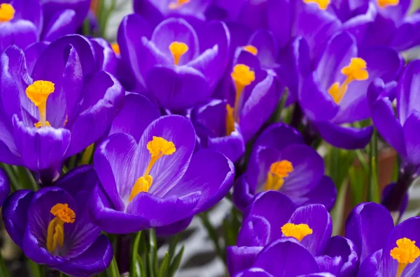 Purple Crocus 20 Bulbs – Beautiful Spring Blooming Crocus Bulbs