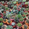 Hens and Chicks Cactus Succulent Seeds - Easy to Grow, Ships from Iowa, USA