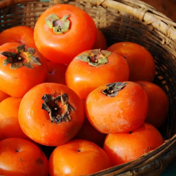 American Persimmon Seeds for Planting Outdoors| 70 Seeds Non GMO Heirloom Fruit Seeds, Plantly