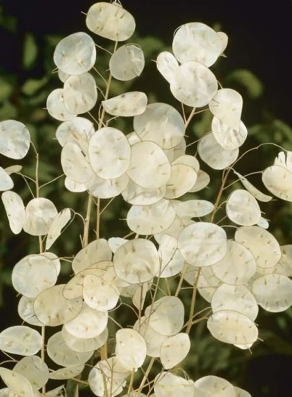 White Money Plant Seeds, 50 Seeds of Lunaria Biennis &#8211; Silver Dollar Plant Seeds for Growing &#8211; 50 Seeds for Growing, Plantly