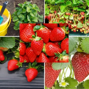 everbearing strawberry seeds 250+ seeds grow red strawberry vines-strawberry seeds organic-giant strawberry seeds-annual seeds-full sunlight