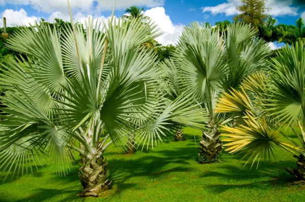 Mexican Fan Palm Tree Seeds, Washingtonia Robusta, Mexican Washingtonia, 15 Premium Quality Tree Seeds, Exotic Palm Tree, 60-80% Germination, Plantly