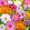 Cosmos Flower Seeds - Crazy Mix - Made in USA, Ships from Iowa.