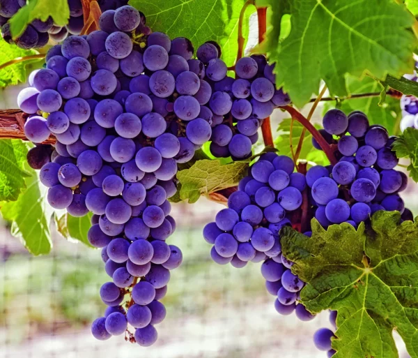 Grape Vine Seeds for Planting &#8211; Ships from Iowa, USA, Plantly