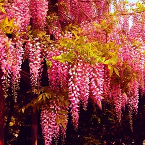 Rare Pink Wisteria Bonsai Tree Seeds, 5 Seeds - Highly Prized Flowering Bonsai - Japanese Wisteria Floribunda