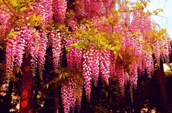 Rare Pink Wisteria Bonsai Tree Seeds, 5 Seeds &#8211; Highly Prized Flowering Bonsai &#8211; Japanese Wisteria Floribunda, Plantly