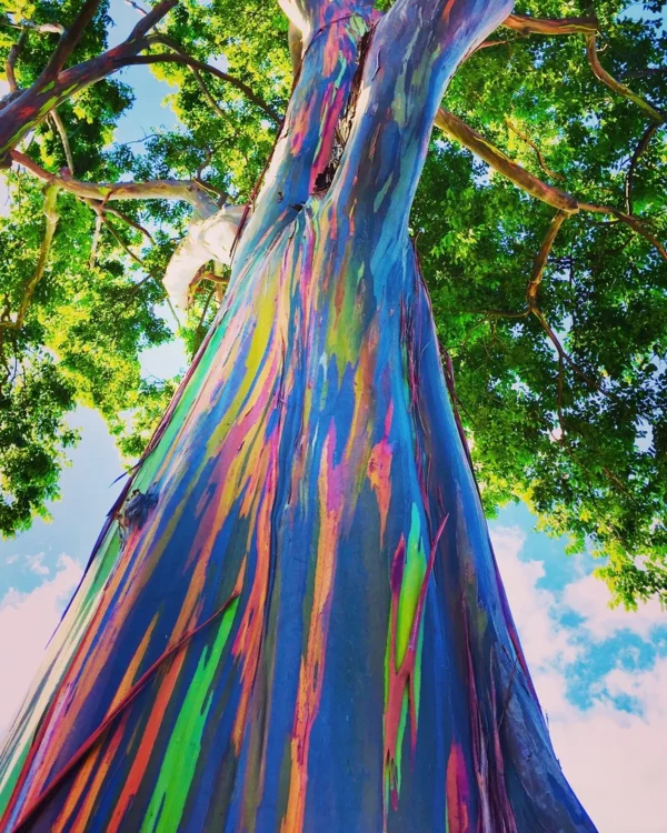 Rainbow Eucalyptus Tree 100 Seeds &#8211; Stunning Colored Bark &#8211; Eucalyptus deglupta, Plantly
