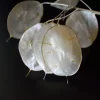 White Money Plant Seeds, 50 Seeds of Lunaria Biennis - Silver Dollar Plant Seeds for Growing - 50 Seeds for Growing