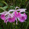 Bl. Morning Glory Orchid Laelia Purpurata x Brassavola nodosa Plants from Hawaii