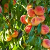 Peach Tree Seeds - Large Fresh Seeds - Made in USA. Ships from Iowa