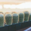 Thumb Cactus Seeds - Mammillaria matudae Cacti Seeds - Ships from Iowa, USA - Grow Exotic Succulent Cacti Bonsai