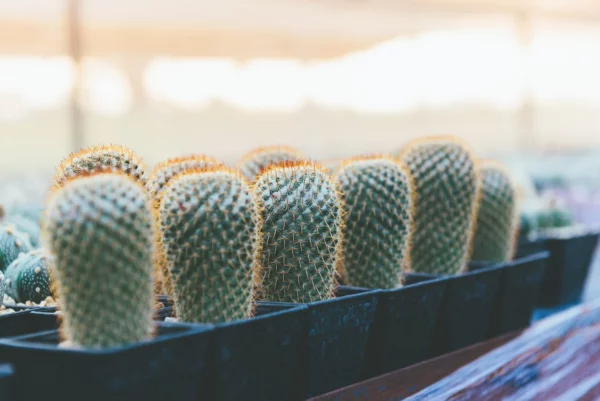 Thumb Cactus Seeds &#8211; Mammillaria matudae Cacti Seeds &#8211; Ships from Iowa, USA &#8211; Grow Exotic Succulent Cacti Bonsai, Plantly