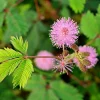 Sensitive Plant Seeds for Planting - Exotic Flower Seeds - Mimosa Pudica, Moving Plant, Shy Plant, Shameful Plant, Touch-me-not