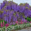 Wisteria Vine Seeds - Highly Prized Flowering Plant for Garden, Yard, or Bonsai, Wisteria sinensis