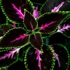 Coleus King Kong Seeds - 10 Rare Seeds for Planting - Vibrant Blooms, Great for Shade or Indoors -Ships from Iowa, USA