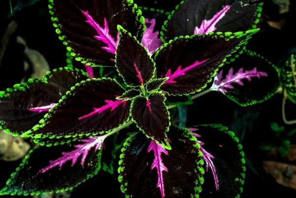 Coleus King Kong Seeds &#8211; 10 Rare Seeds for Planting &#8211; Vibrant Blooms, Great for Shade or Indoors -Ships from Iowa, USA, Plantly