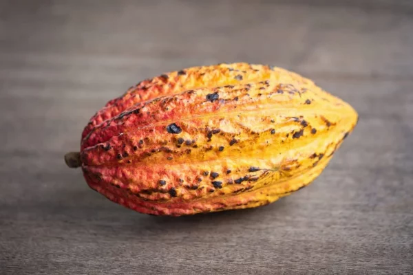 One Cacao Fruit Large and Exotic Cacao Tree Fruit Cocoa Tree Pod Chocolate