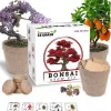 Bonsai Tree Kit – Grow 5 Species of Bonsai Tree w/ Our All-in-One Plant Kit: Bonsai Pots & Soil | Great Gardening Gifts for Women and Men