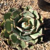 Mature Agave Lucky Crown Century Plant.