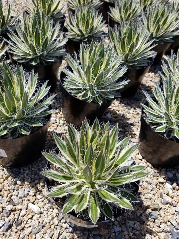 Mature Succulent Plant Agave Queen of White Thread-Leaf. Schidigera &#8216;Shira Ito No Ohi&#8217;., Plantly